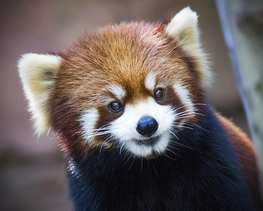 red-panda-quiz